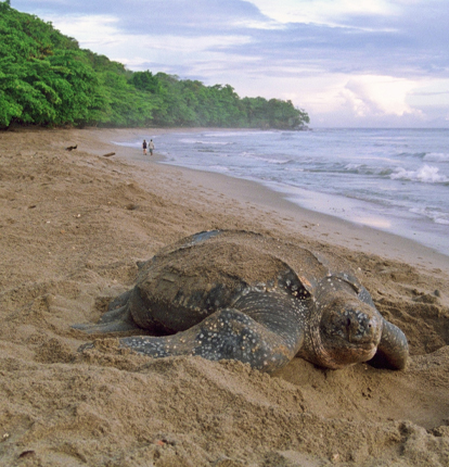 Turtle Beach: Destination Trinidad and Tobago