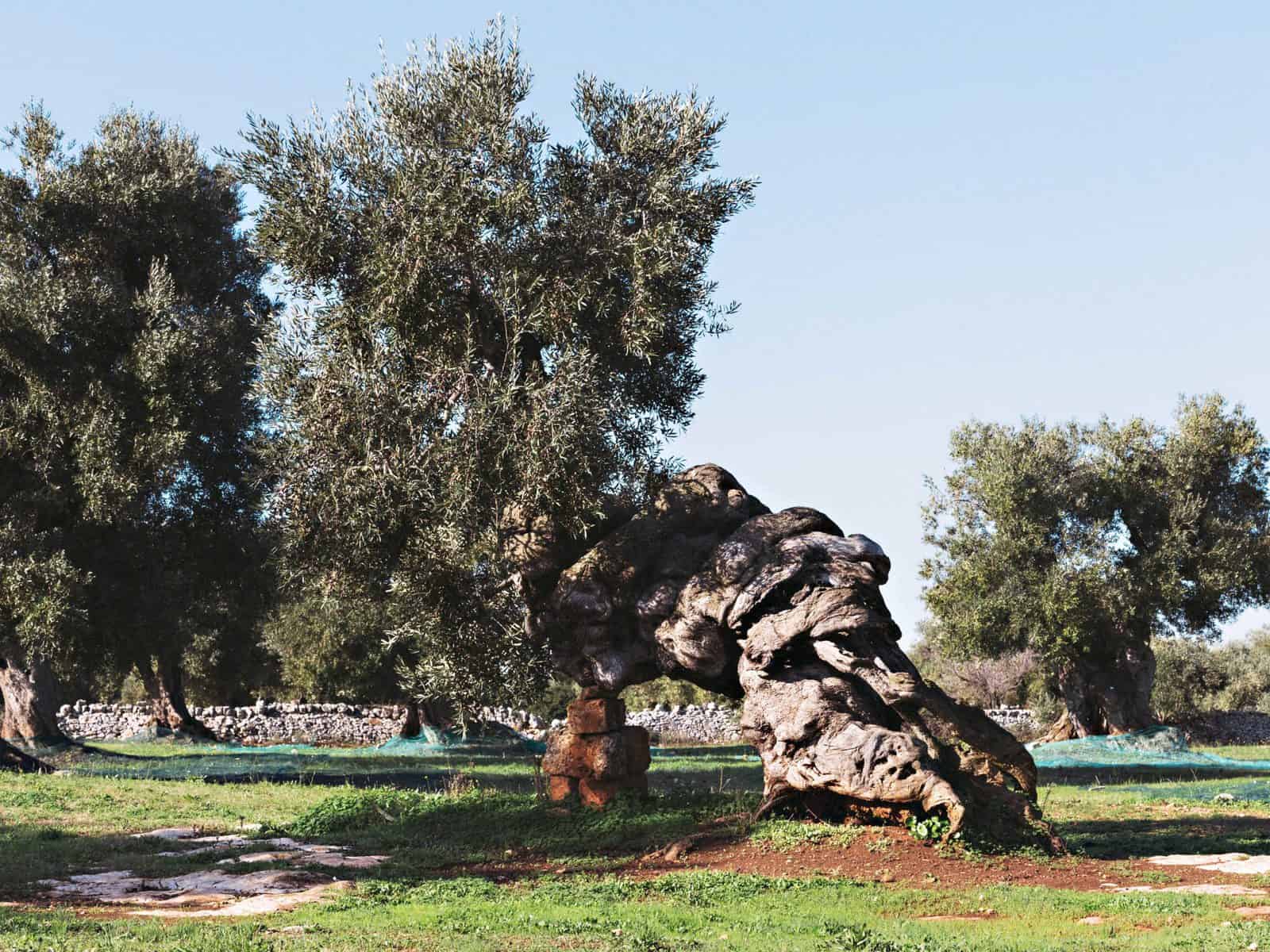 An Elegy For Puglias Ancient Dying Olive Trees Hemispheres 0869